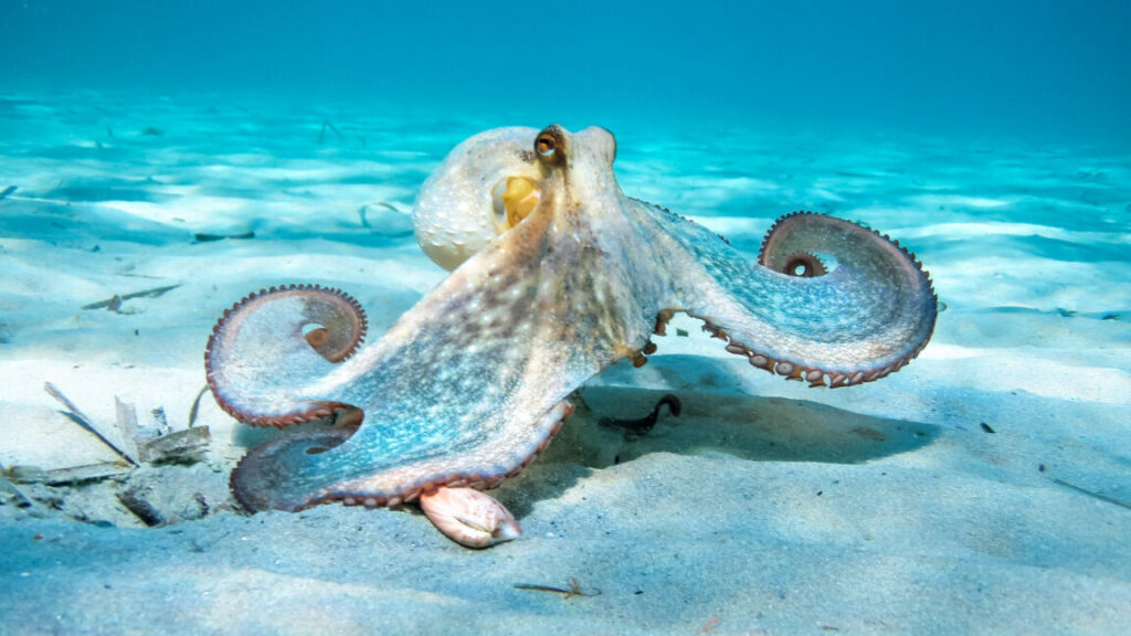 Octopus In Action